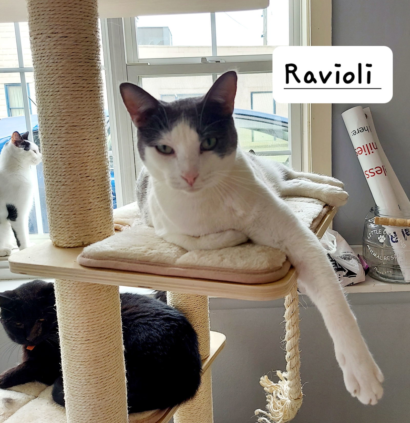 Ravioli, an adoptable Domestic Short Hair in Montello, WI, 53949 | Photo Image 2