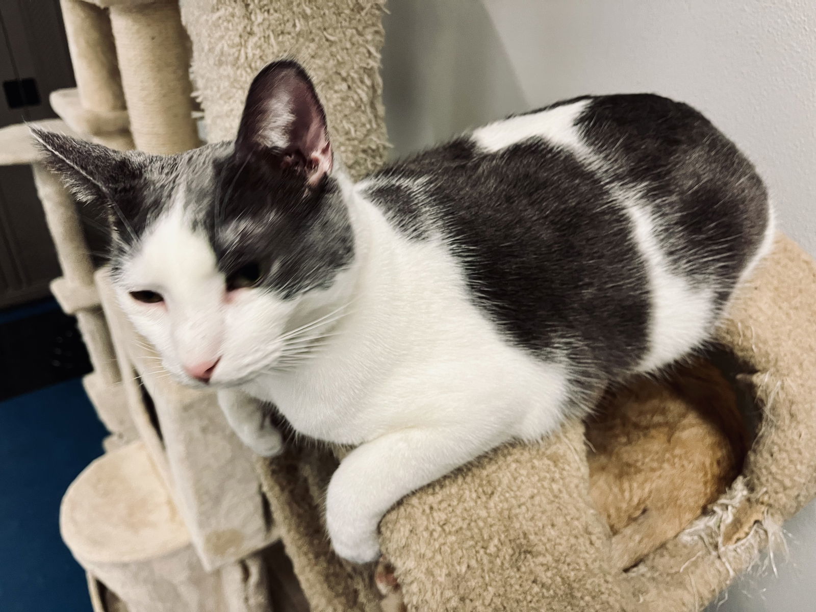 Ravioli, an adoptable Domestic Short Hair in Montello, WI, 53949 | Photo Image 3