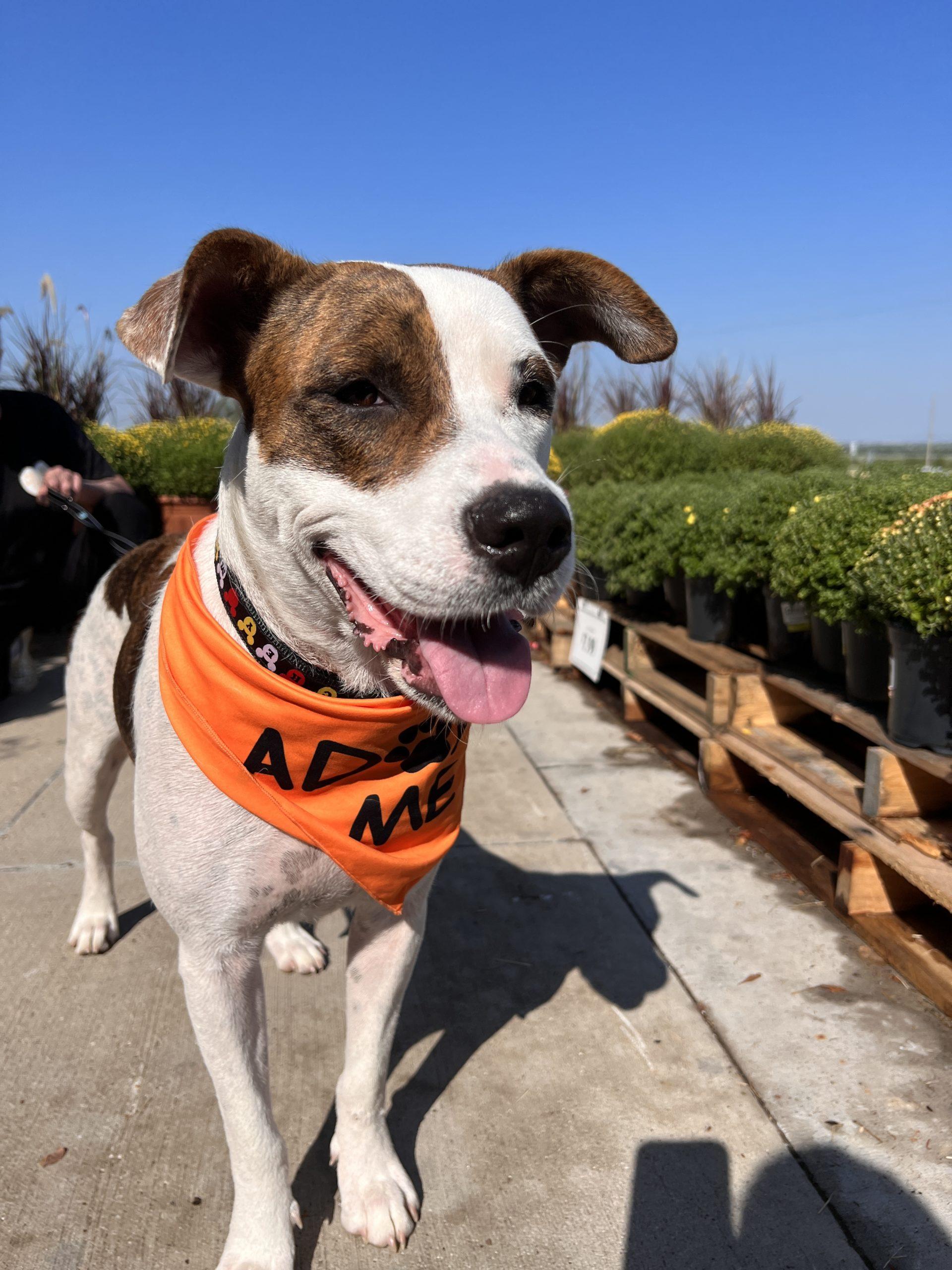 Dog for adoption Sadie, an American Staffordshire Terrier in