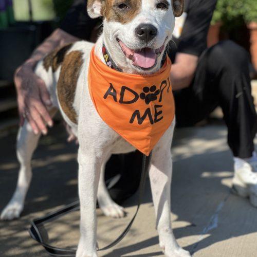 Dog for adoption Sadie, an American Staffordshire Terrier in