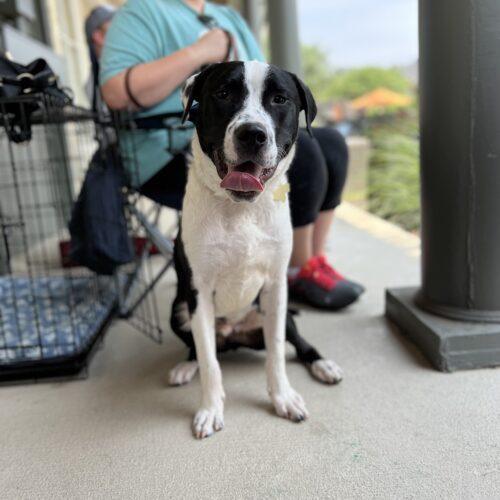 Dog for adoption Pudge, an American Staffordshire Terrier in