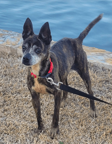 Boston terrier store cattle dog mix