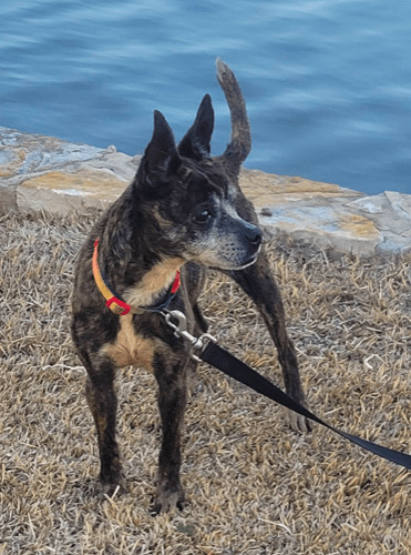 Lilly, an adoptable Boston Terrier & Australian Cattle Dog / Blue Heeler Mix in North Richland Hills, TX_image-5