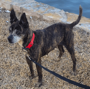 Lilly, an adoptable Boston Terrier & Australian Cattle Dog / Blue Heeler Mix in North Richland Hills, TX_image-6