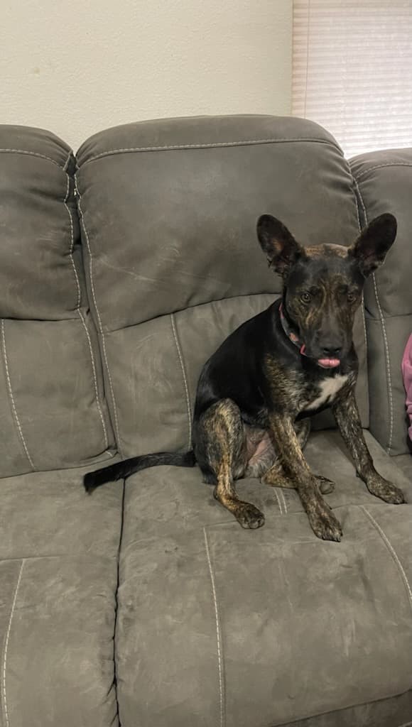 terrier german shepherd mix puppy