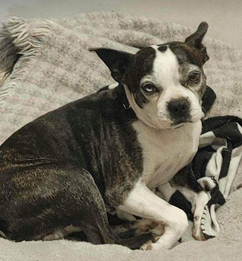 Scout, an adoptable Boston Terrier in North Richland Hills, TX_image-1