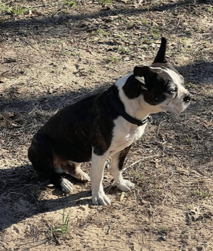 Scout, an adoptable Boston Terrier in North Richland Hills, TX_image-2