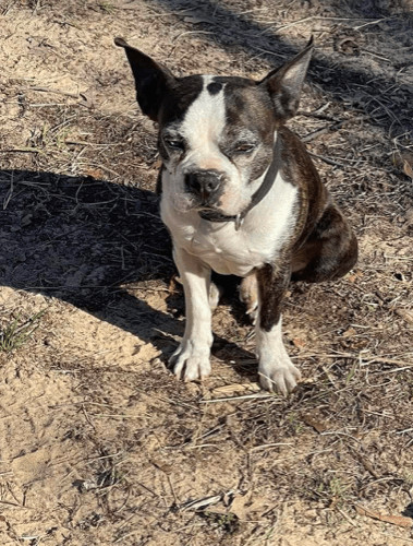Scout, an adoptable Boston Terrier in North Richland Hills, TX_image-3