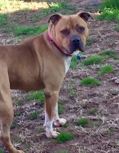 Rocketman - (Foster2Adopt Option) 4