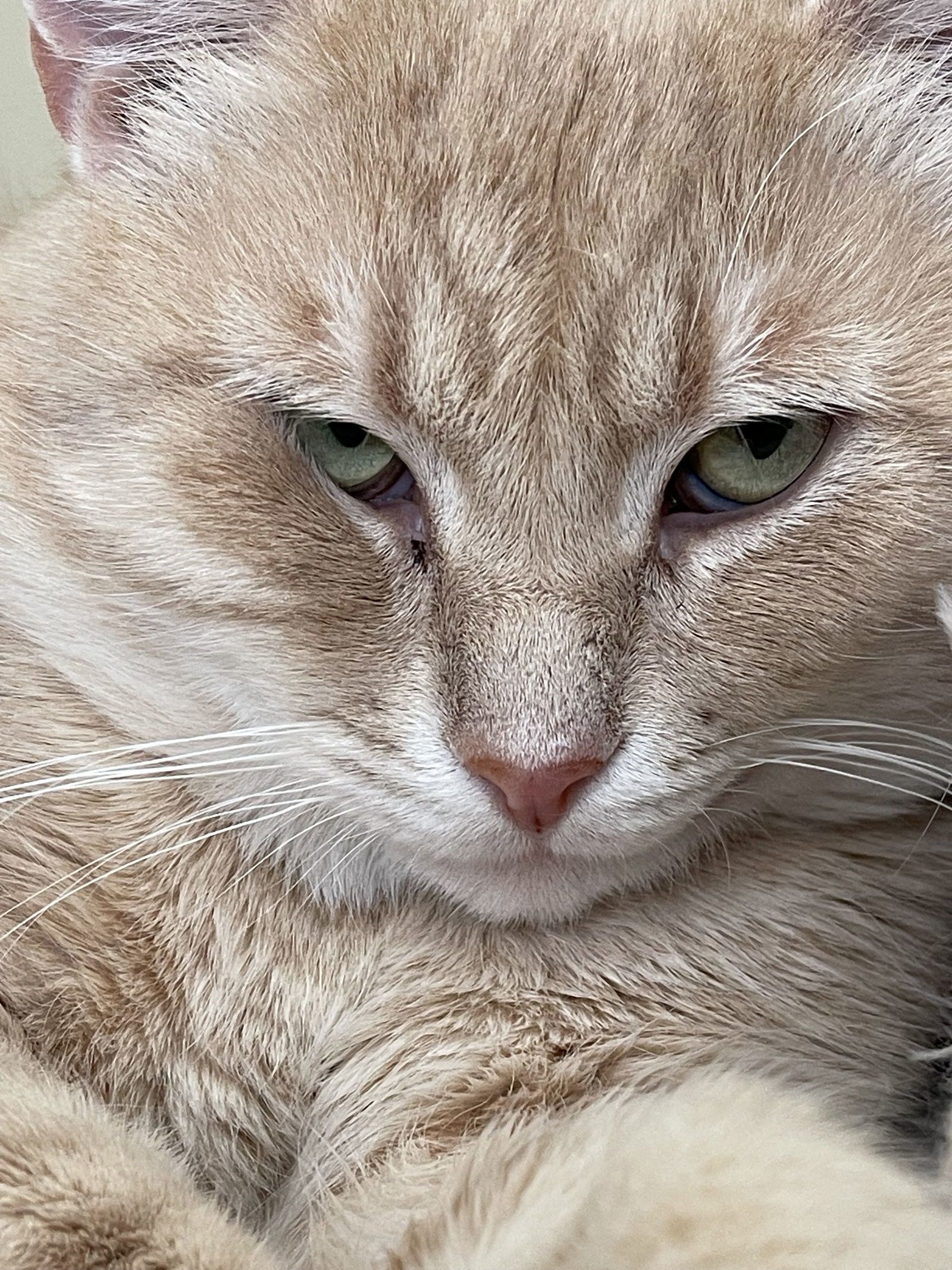 Fonzie - Sponsored by Anne Chu, an adoptable Domestic Short Hair in Markham, ON, L3R 9A8 | Photo Image 1