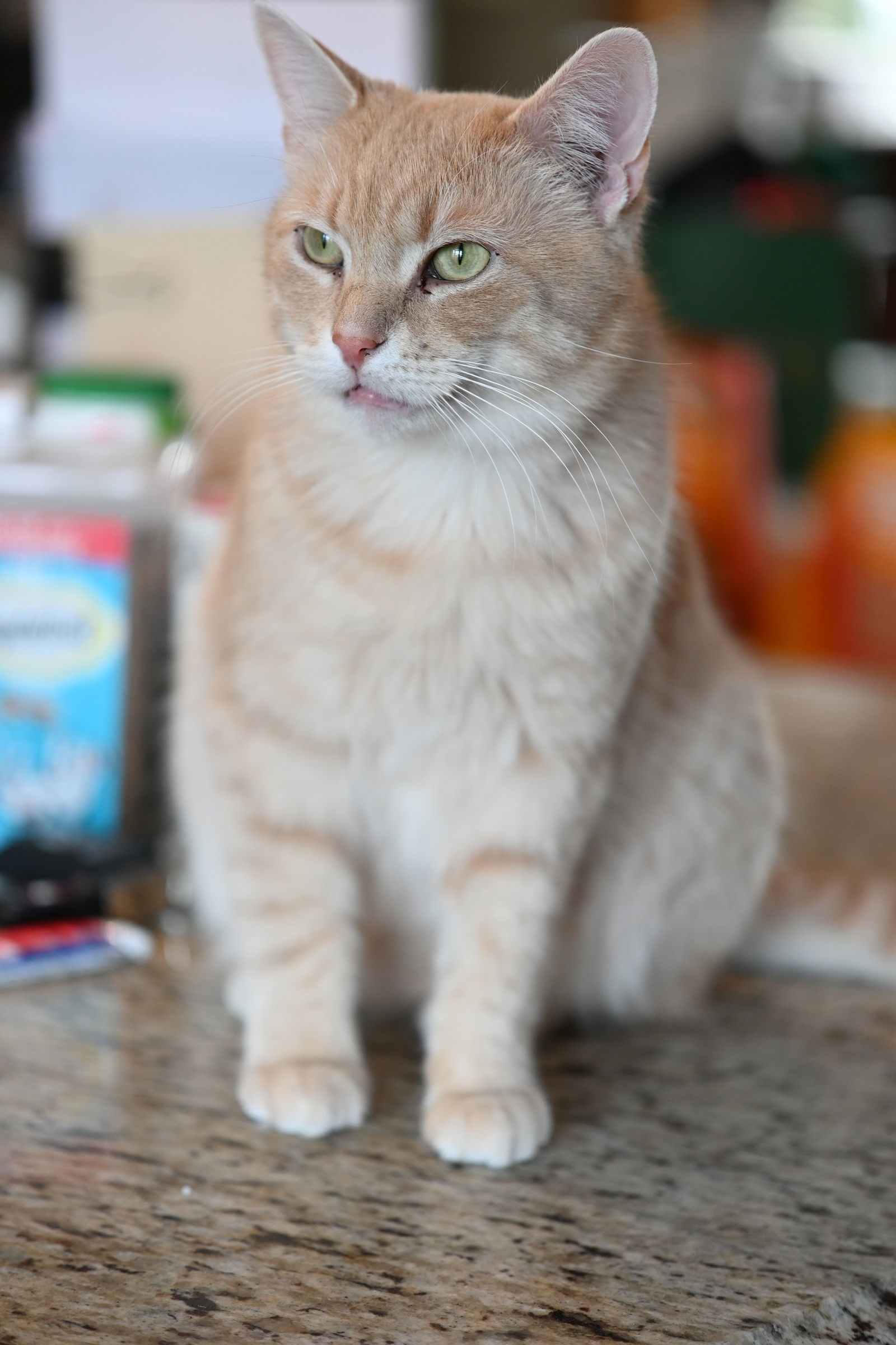 Fonzie - Sponsored by Anne Chu, an adoptable Domestic Short Hair in Markham, ON, L3R 9A8 | Photo Image 1