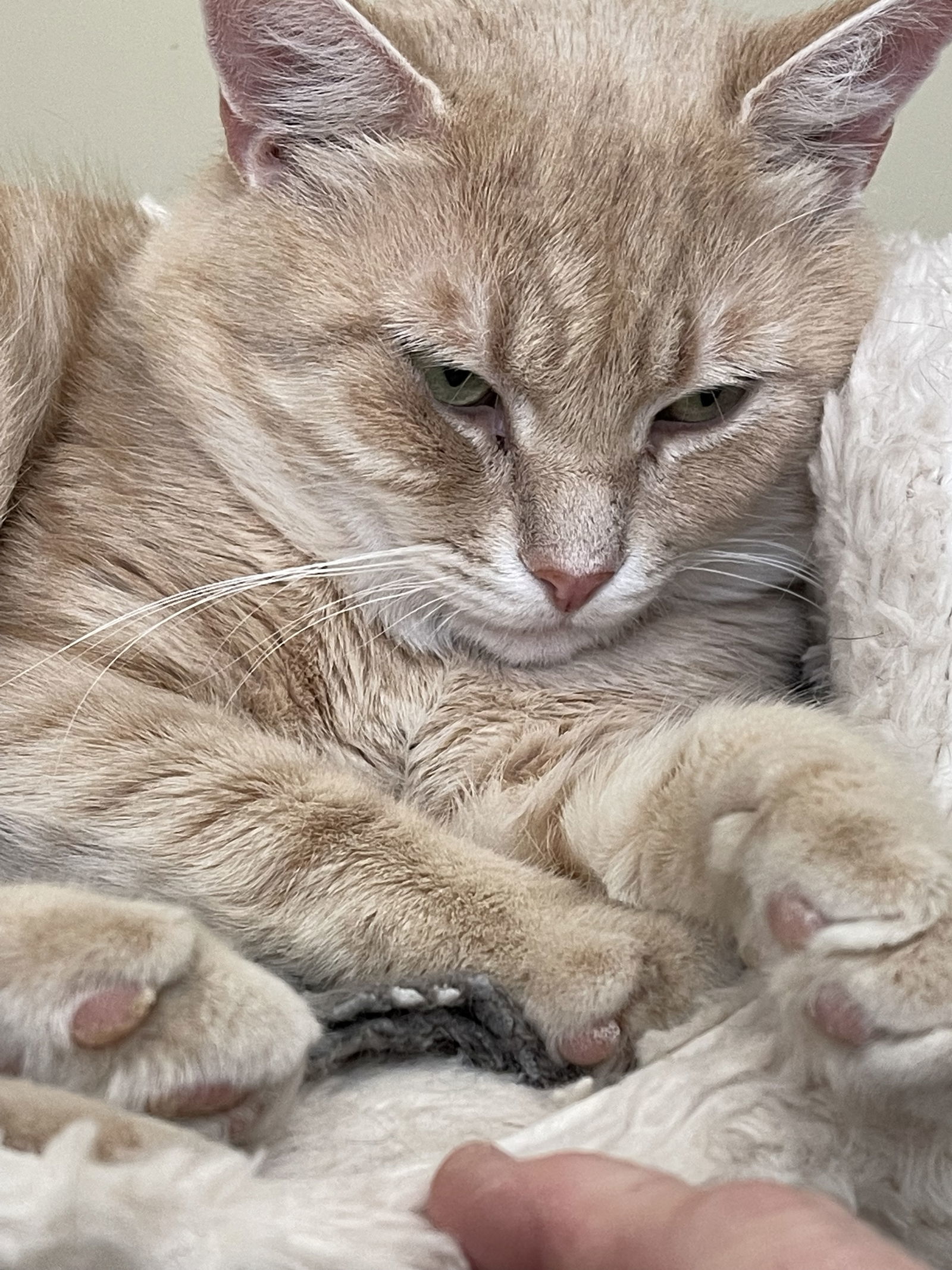 Fonzie - Sponsored by Anne Chu, an adoptable Domestic Short Hair in Markham, ON, L3R 9A8 | Photo Image 2