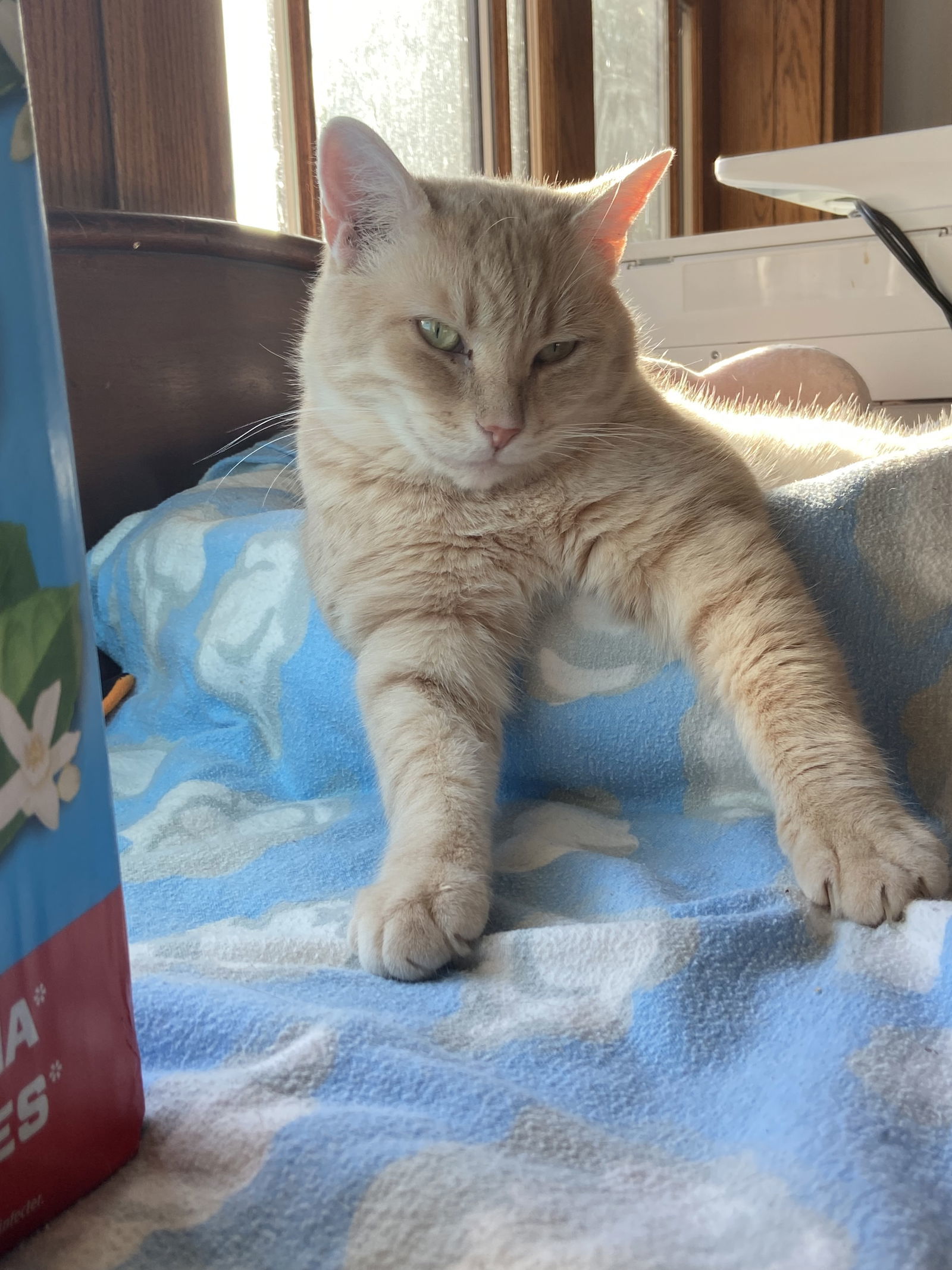 Fonzie - Sponsored by Anne Chu, an adoptable Domestic Short Hair in Markham, ON, L3R 9A8 | Photo Image 2