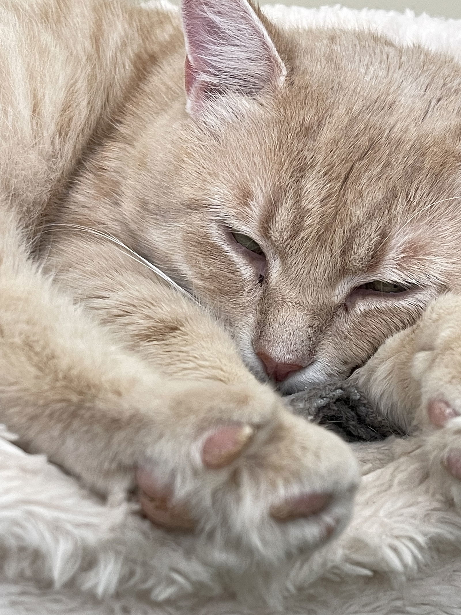 Fonzie - Sponsored by Anne Chu, an adoptable Domestic Short Hair in Markham, ON, L3R 9A8 | Photo Image 3