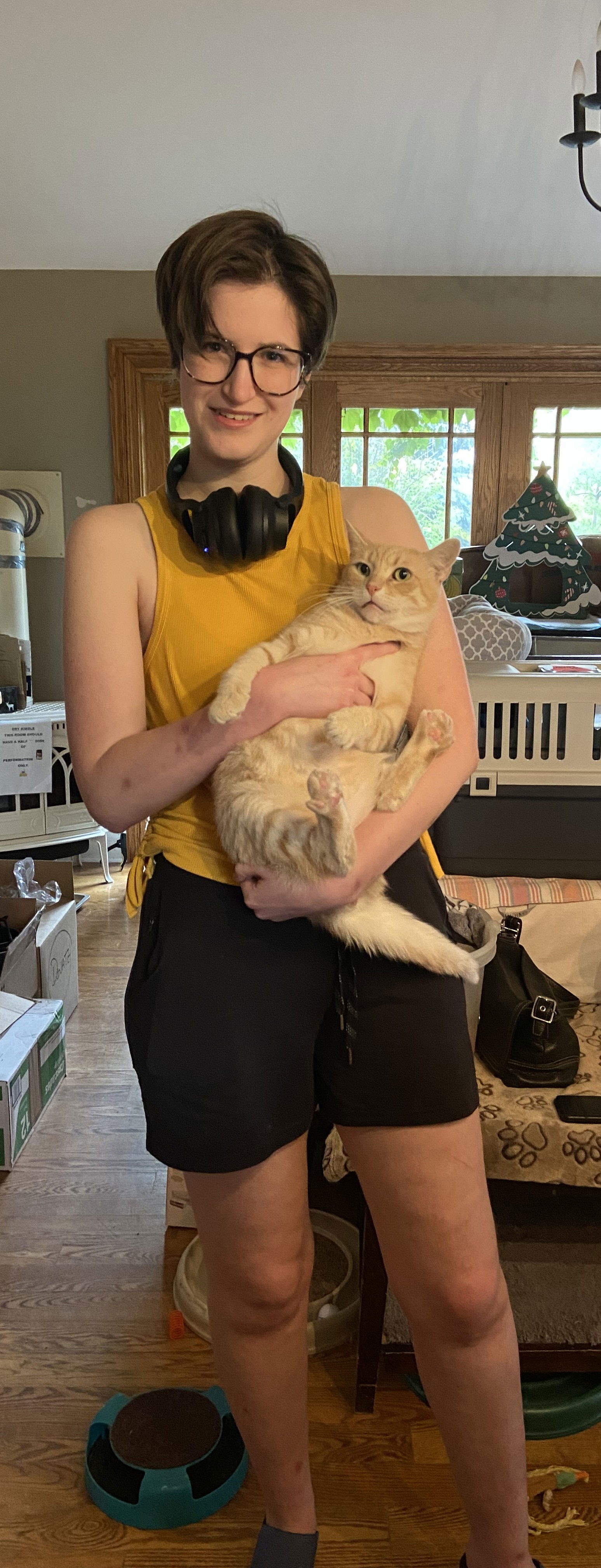 Fonzie - Sponsored by Anne Chu, an adoptable Domestic Short Hair in Markham, ON, L3R 9A8 | Photo Image 3