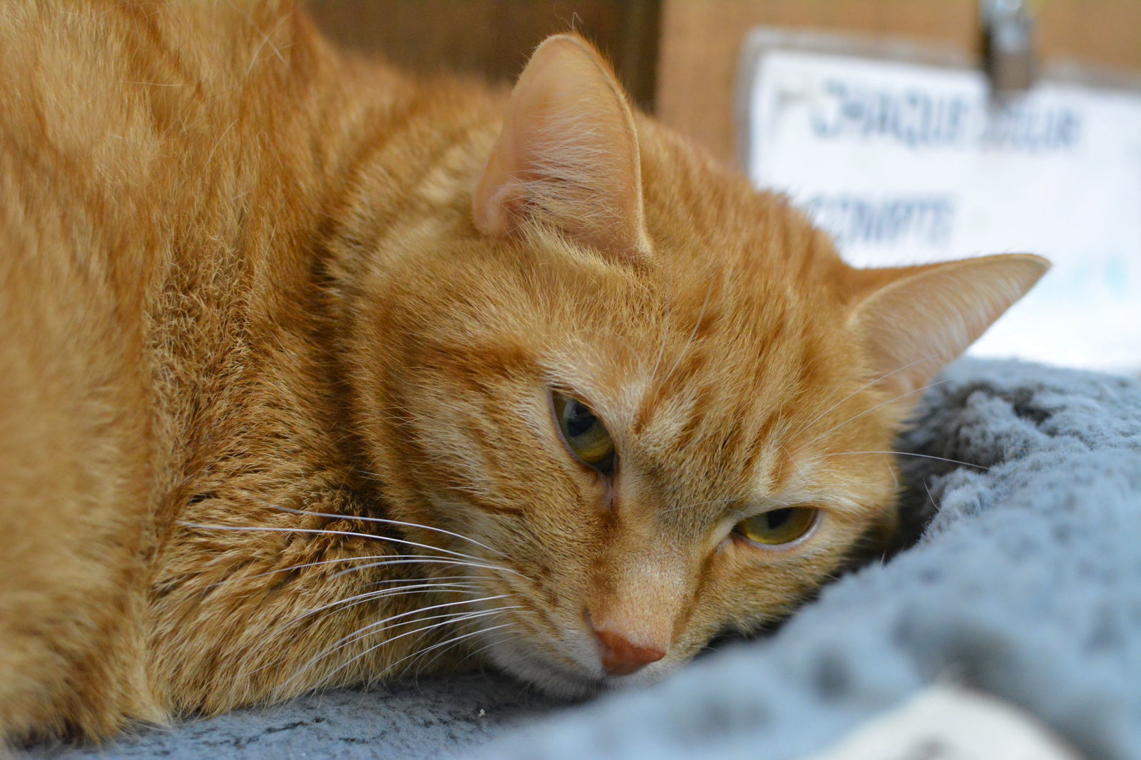 Donut, an adoptable Domestic Short Hair in Montreal, QC, H2L 4Y5 | Photo Image 2