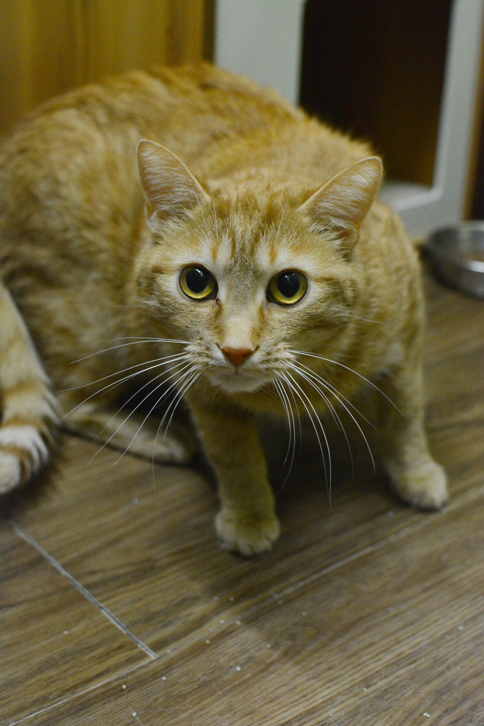 Donut, an adoptable Domestic Short Hair in Montreal, QC, H2L 4Y5 | Photo Image 3