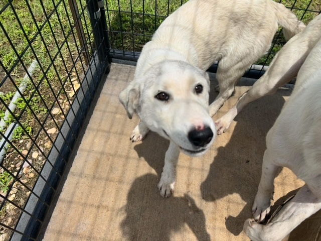 Dog for adoption - Ethan, a Husky in Gonzales, TX | Petfinder