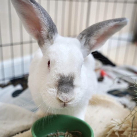 Whisk, an adoptable Bunny Rabbit in Richmond, CA_image-1