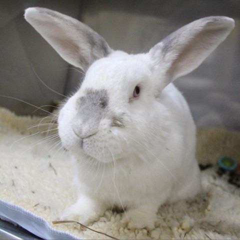 Whisk, an adoptable Bunny Rabbit in Richmond, CA_image-2