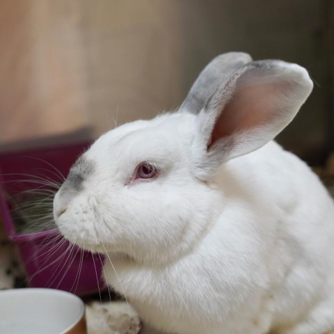 Whisk, an adoptable Bunny Rabbit in Richmond, CA_image-4