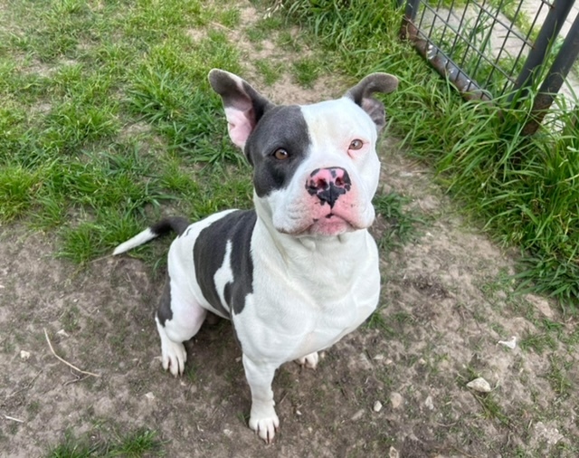 Joey, an adoptable American Staffordshire Terrier Mix in Gonzales, TX_image-2