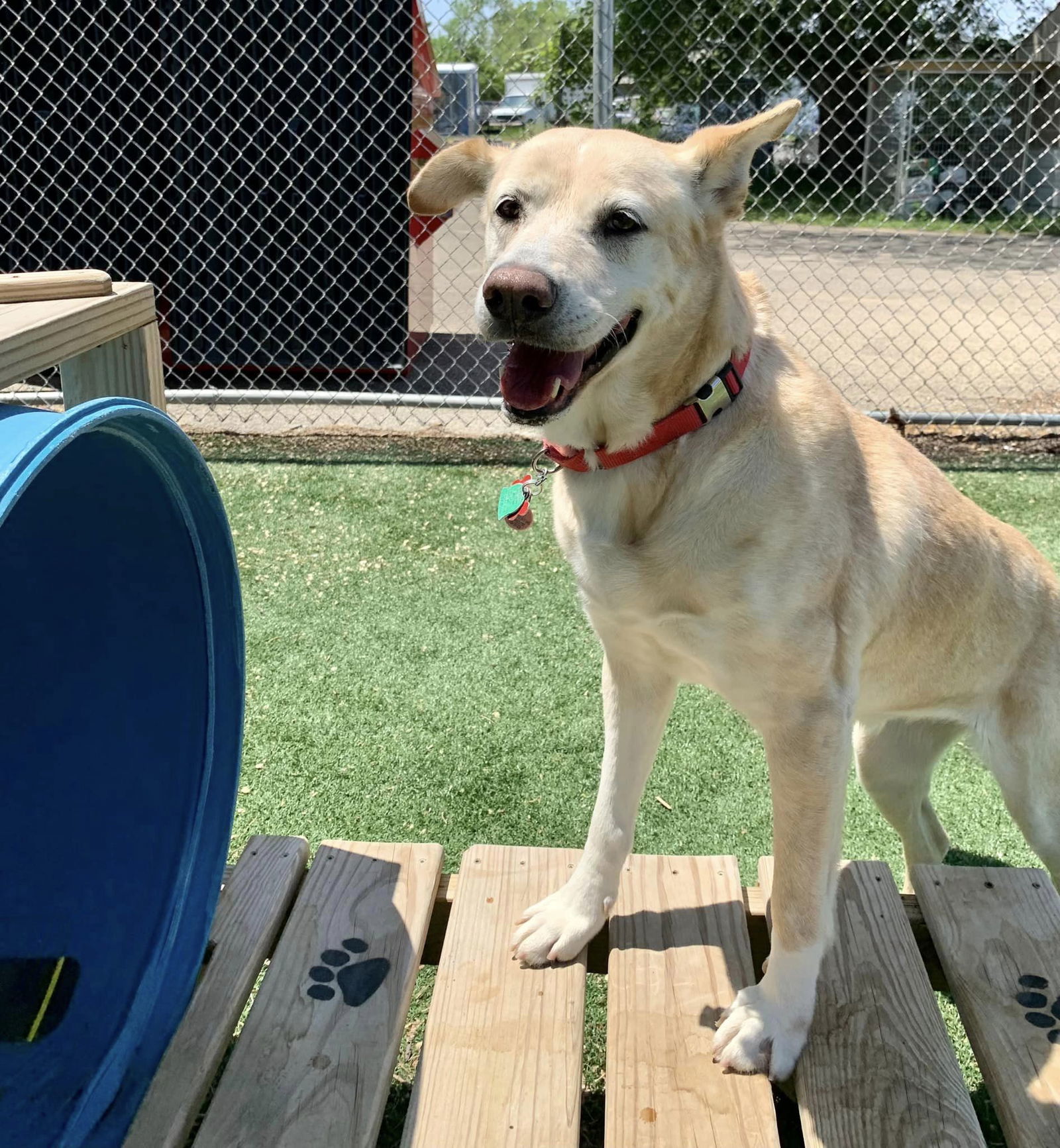 Athena, an adoptable Labrador Retriever in Cedar Rapids, IA, 52405 | Photo Image 1