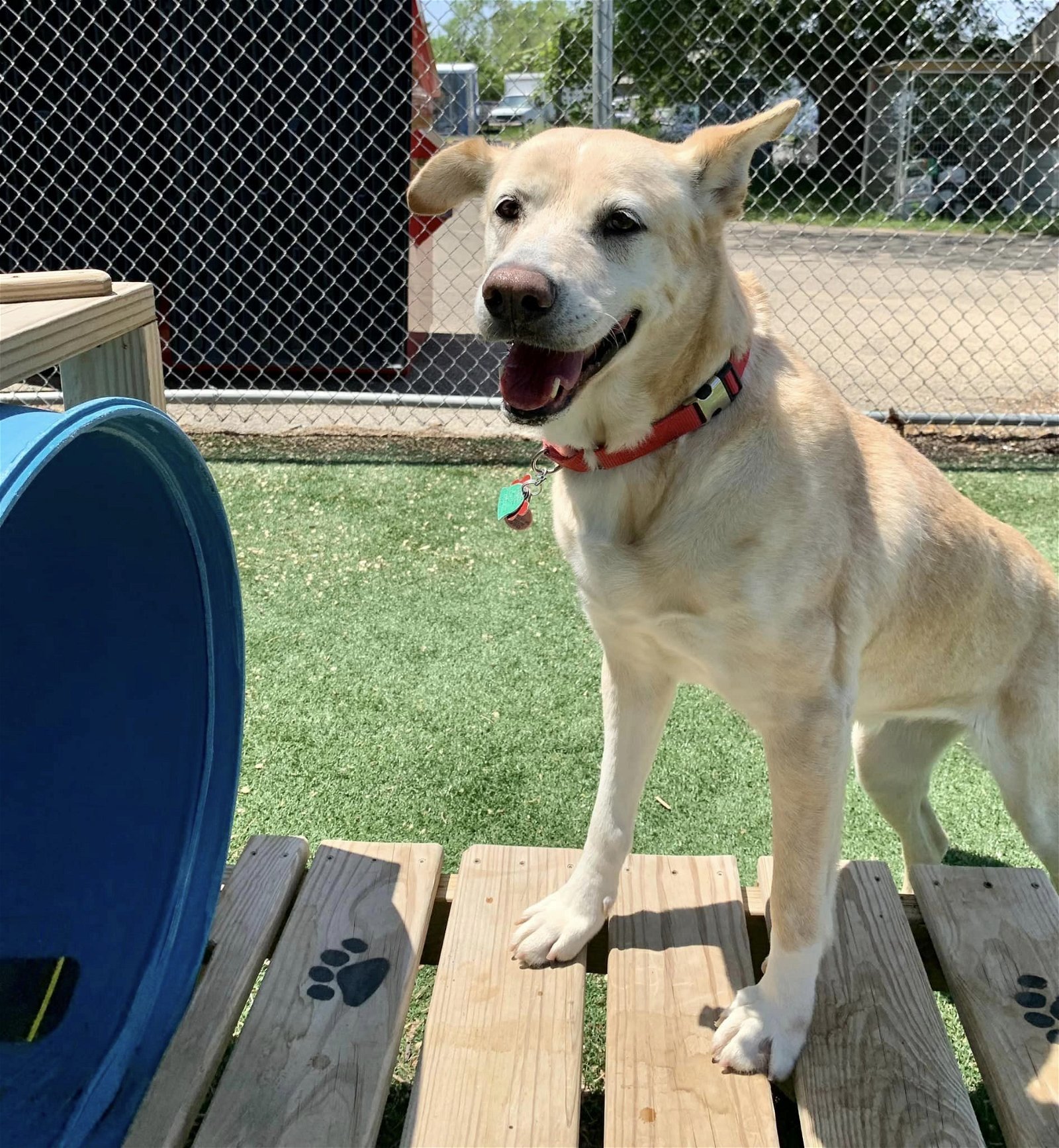 Athena, an adoptable Labrador Retriever in Cedar Rapids, IA, 52405 | Photo Image 2