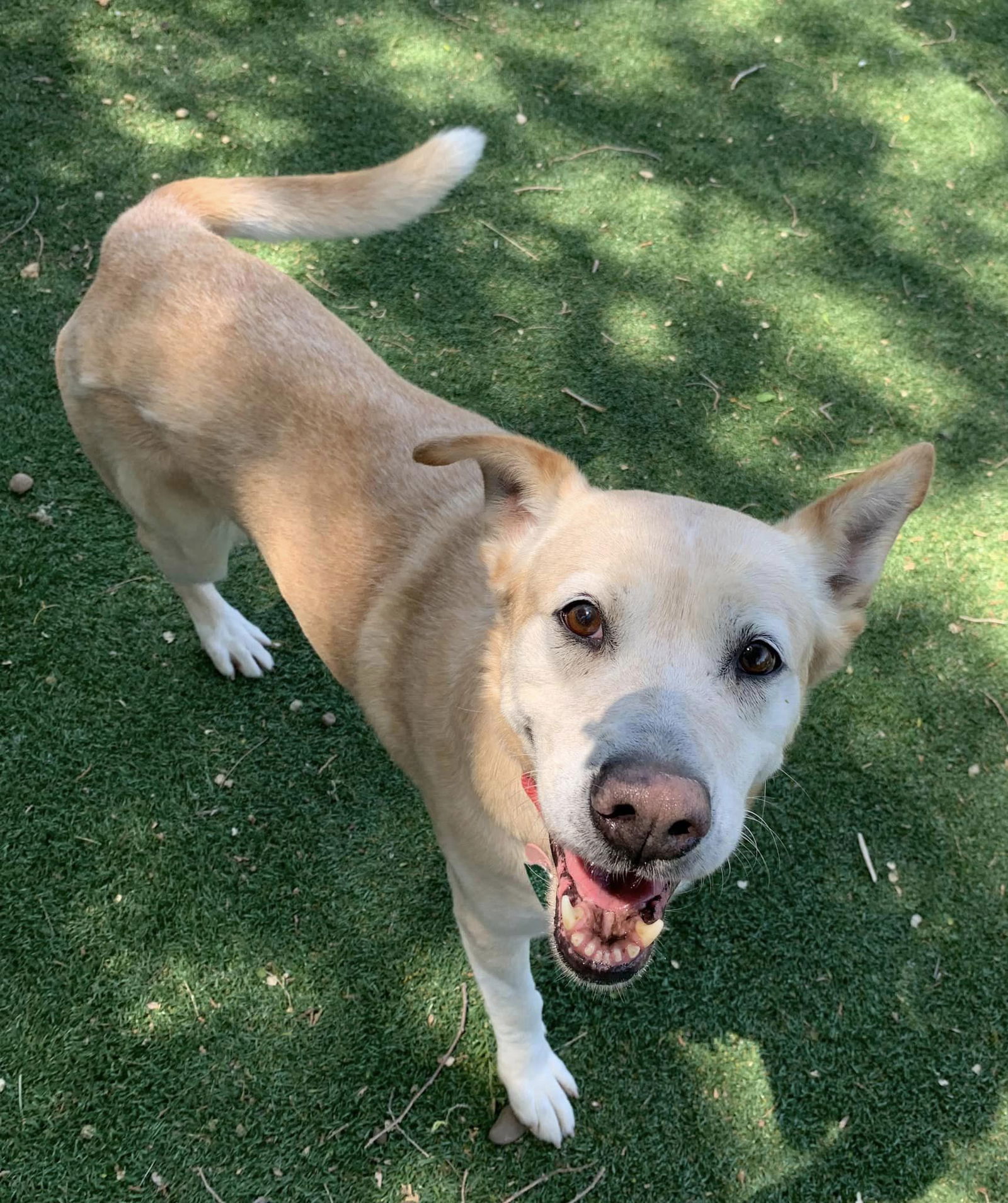 Athena, an adoptable Labrador Retriever in Cedar Rapids, IA, 52405 | Photo Image 2