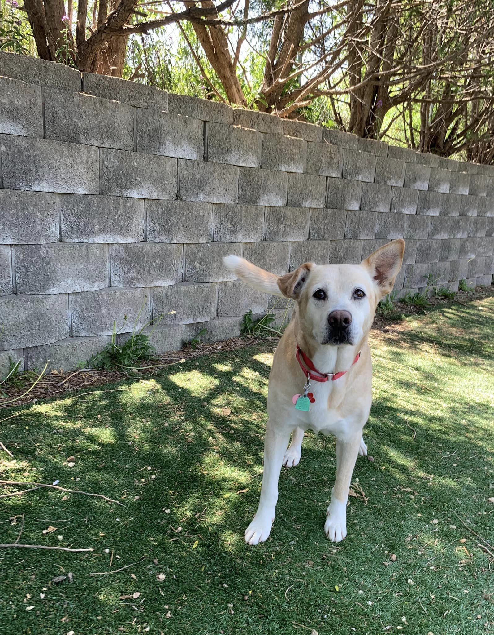 Athena, an adoptable Labrador Retriever in Cedar Rapids, IA, 52405 | Photo Image 3