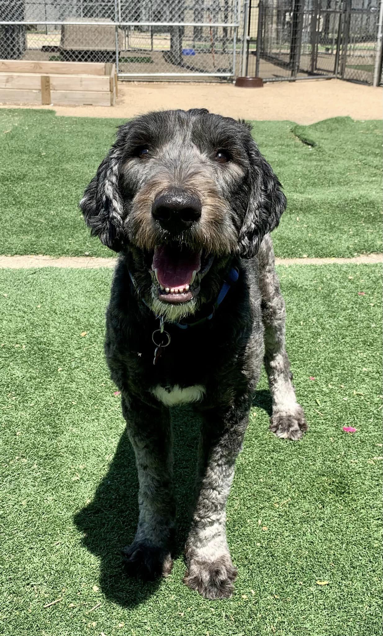 Patrick, an adoptable Standard Poodle in Cedar Rapids, IA, 52405 | Photo Image 1