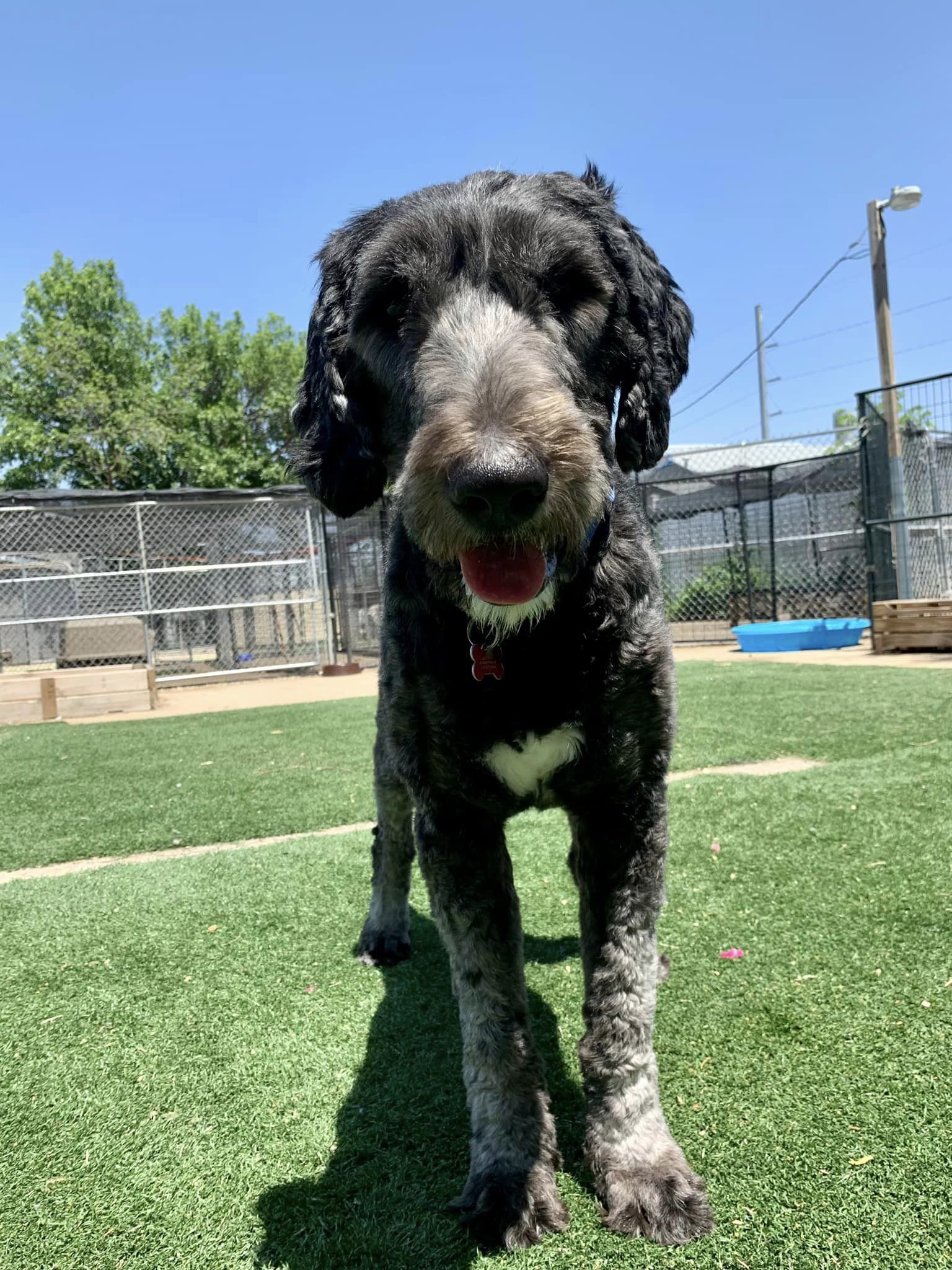 Patrick, an adoptable Standard Poodle in Cedar Rapids, IA, 52405 | Photo Image 2