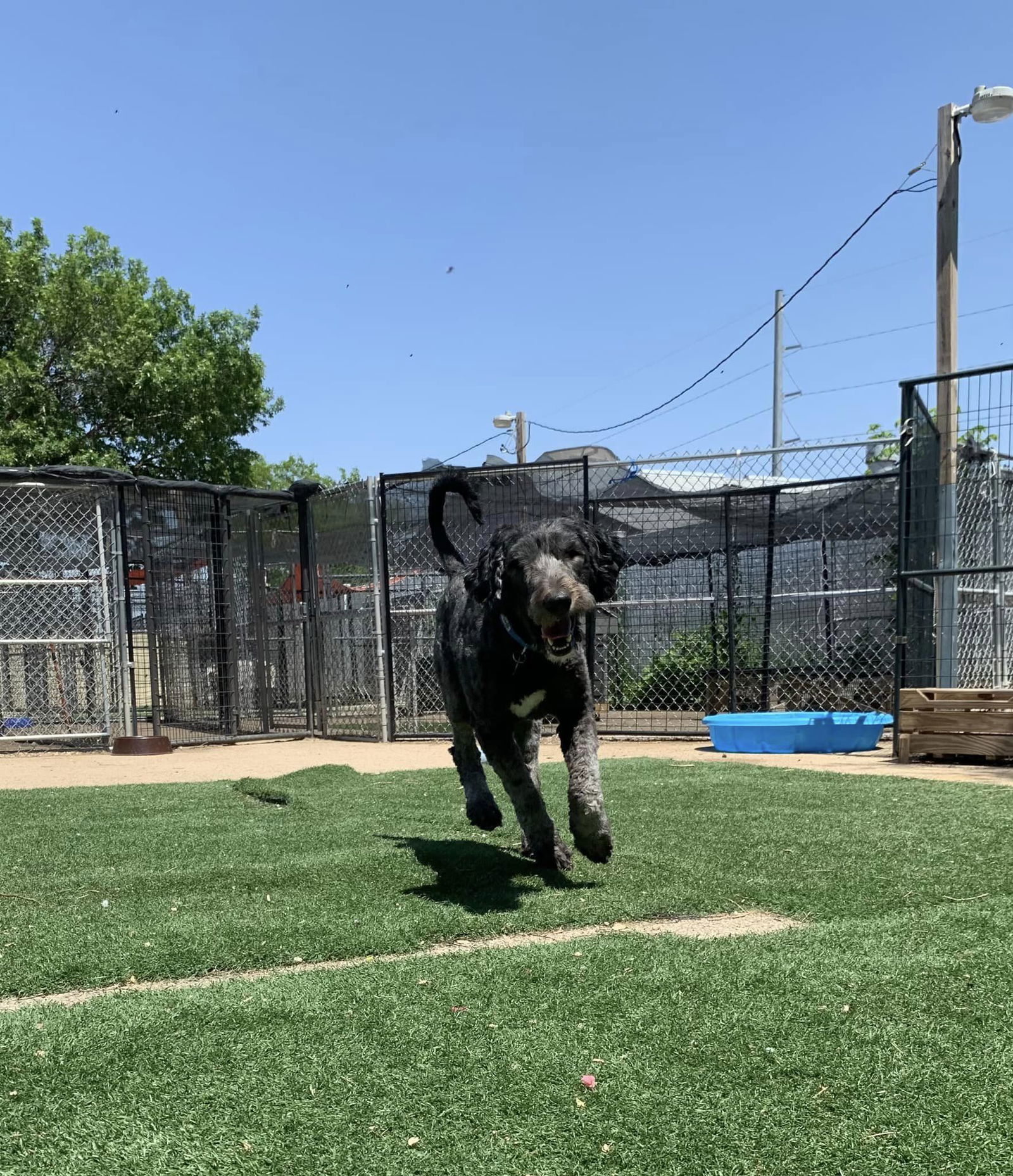 Patrick, an adoptable Standard Poodle in Cedar Rapids, IA, 52405 | Photo Image 3