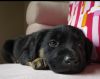 Sam (I have a video)