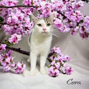 Cora