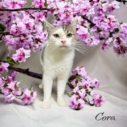 Cora