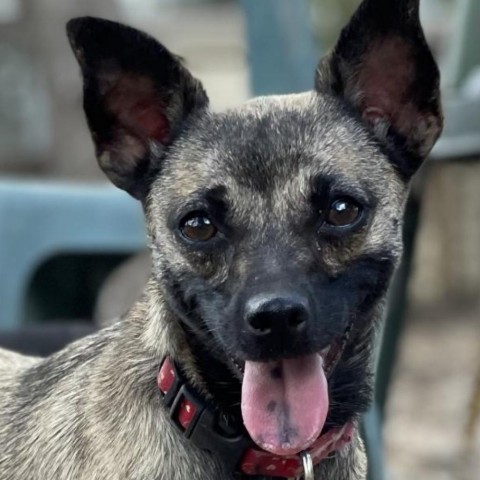 Giselle, an adoptable Chihuahua Mix in Wimberley, TX_image-1
