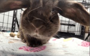 SPAYED Adult FEMALE Holland Lop Shy but very sweet ChocoLatte is in search of an experienced bunny