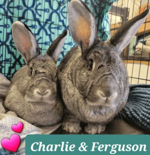 BONDED NEUTERED MALE Bunnies who are SO sweet SO soft and SO smart