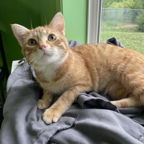 Mac, an adoptable Domestic Short Hair in Milford, IA, 51351 | Photo Image 1