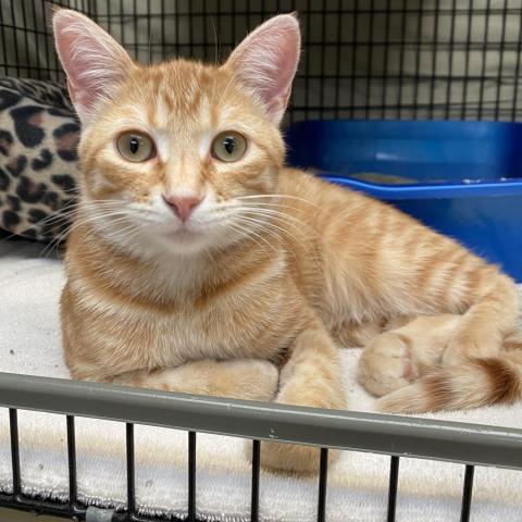 Mac, an adoptable Domestic Short Hair in Milford, IA, 51351 | Photo Image 2