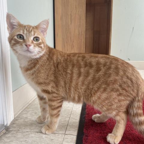 Mac, an adoptable Domestic Short Hair in Milford, IA, 51351 | Photo Image 2