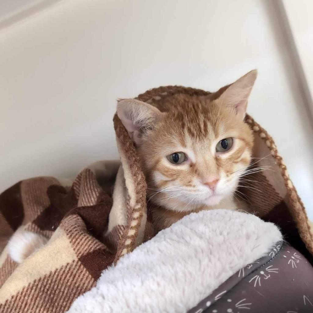Mac, an adoptable Domestic Short Hair in Milford, IA, 51351 | Photo Image 2