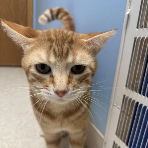 Mac, an adoptable Domestic Short Hair in Milford, IA, 51351 | Photo Image 3