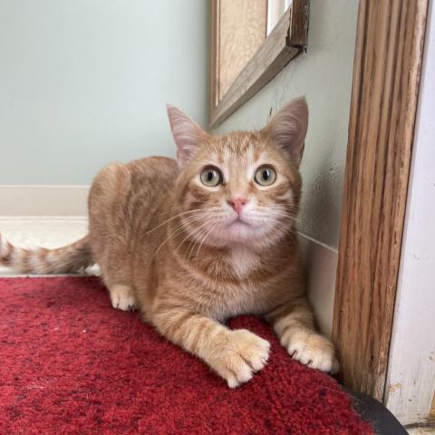 Mac, an adoptable Domestic Short Hair in Milford, IA, 51351 | Photo Image 3