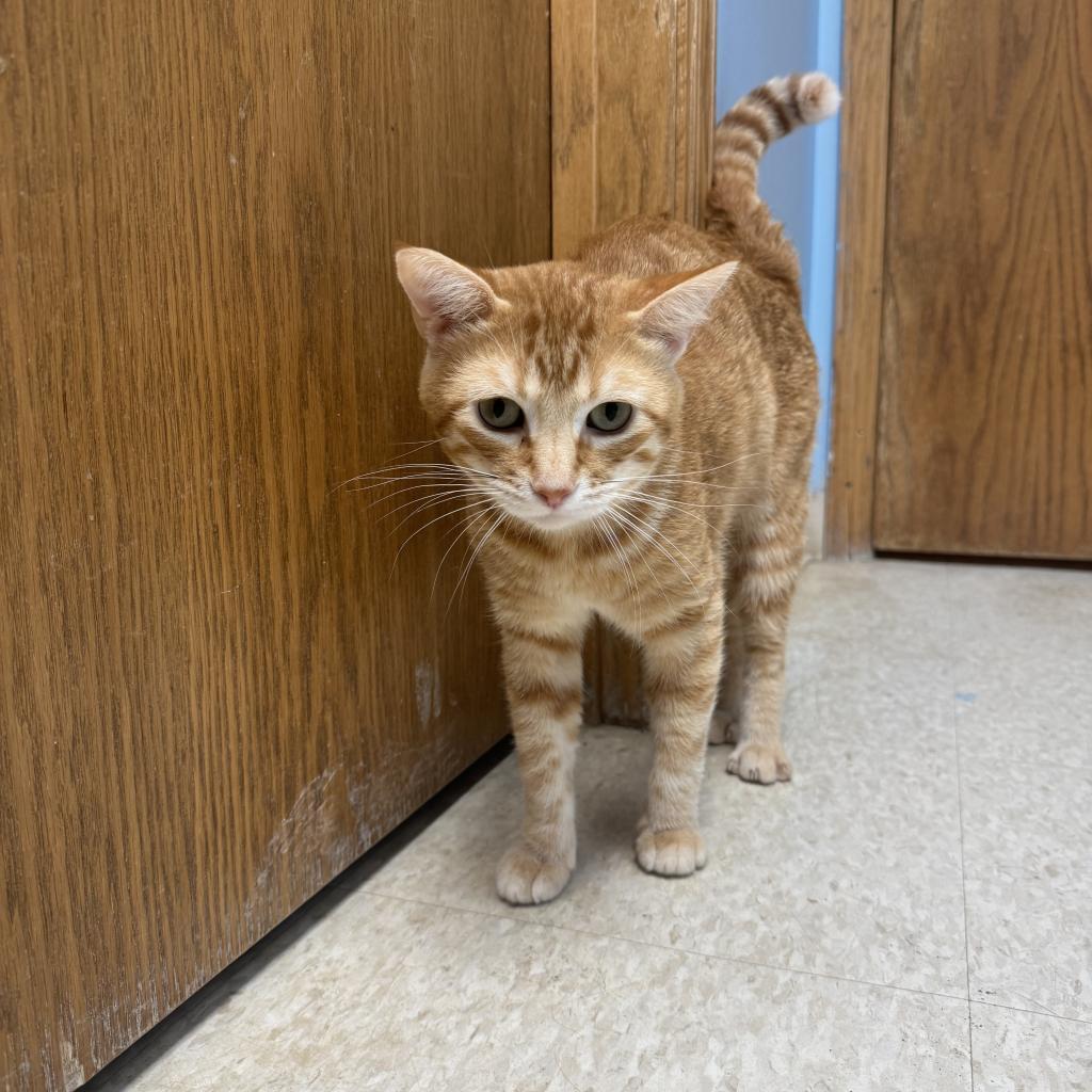 Mac, an adoptable Domestic Short Hair in Milford, IA, 51351 | Photo Image 3
