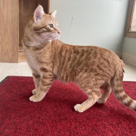 Mac, an adoptable Domestic Short Hair in Milford, IA, 51351 | Photo Image 4