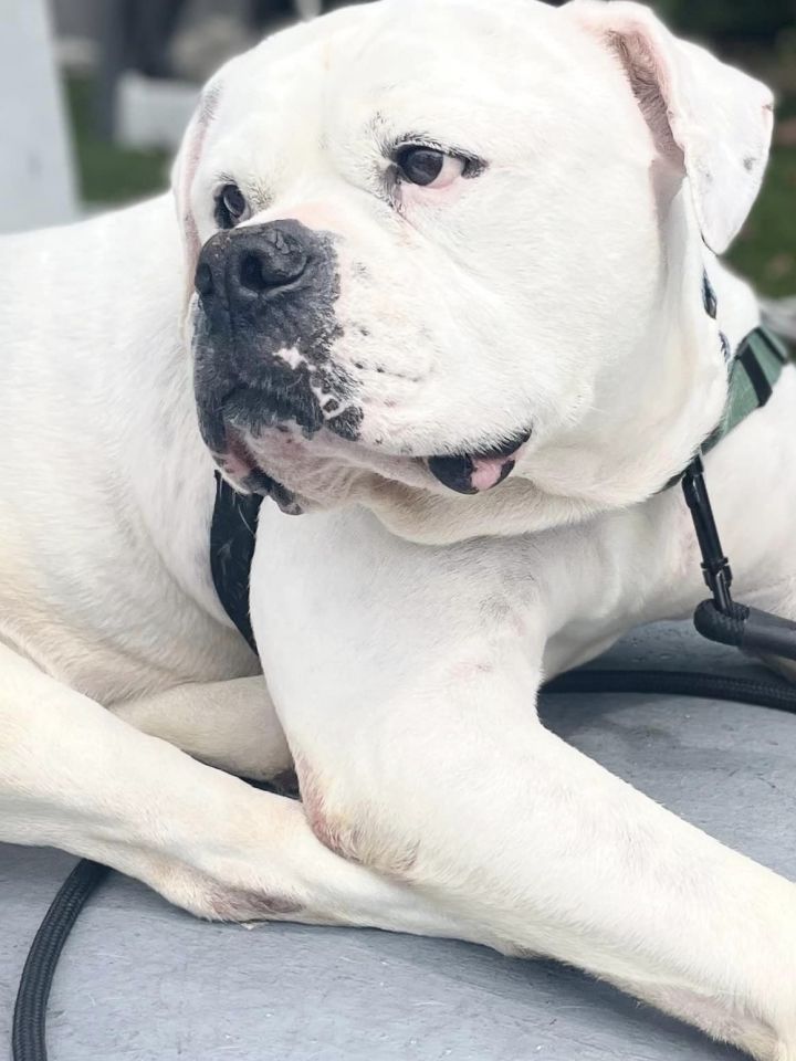 Duke, an adoptable American Bulldog in Pompano Beach, FL_image-2