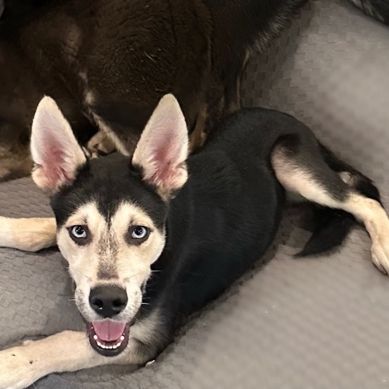 Bubbie, an adoptable German Shepherd Dog Mix in Tulsa, OK_image-2