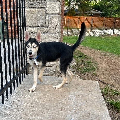 Bubbie, an adoptable German Shepherd Dog Mix in Tulsa, OK_image-3